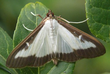 Cydalima perspectalis