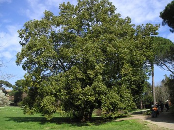 Preparato 505 di Quercia