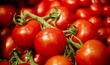 Coltivare Pomodoro in Vaso