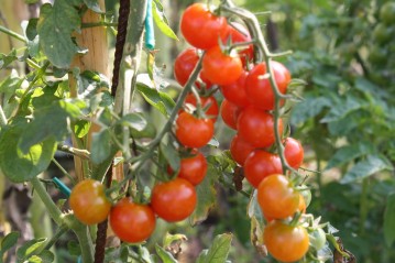 pianta di pomodoro