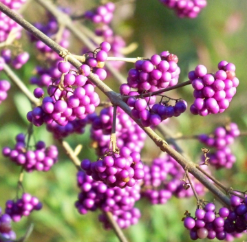 Callicarpa_bodinieri