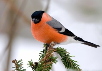 Nido per uccelli in giardino