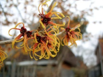 coltivare Hamamelis x intermedia