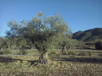 Come potare gli ulivi dopo l'inverno