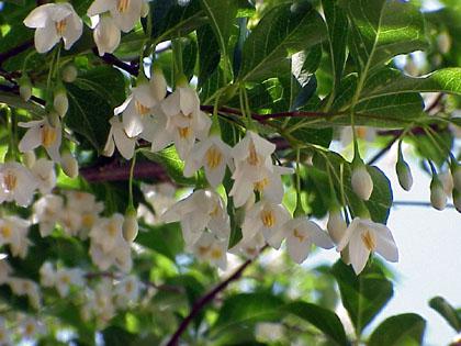 Styrax Japonicus