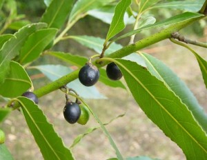 Laurus nobilis frutti
