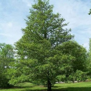 Alnus_Glutinosa albero