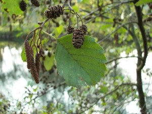 Alnus_glutinosa_004