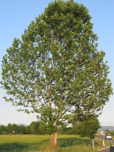 Platanus hybrida albero