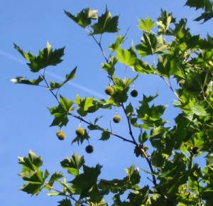 Platanus hybrida frutto