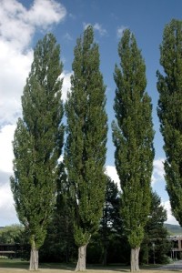 Populus filare piante