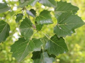 Populus foglia