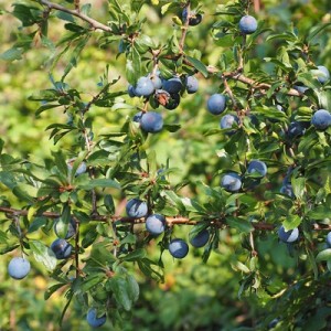 Prunus spinosa frutto