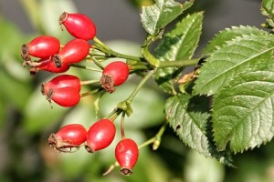 Rosa canina bacche