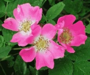 Rosa canina fiore