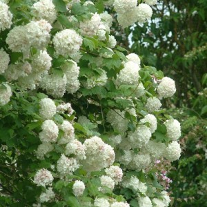 Viburnum opulus dettaglio