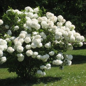 Viburnum opulus pianta